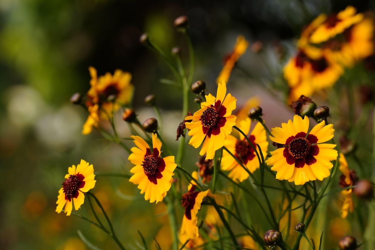 cosmos-8546570_1280