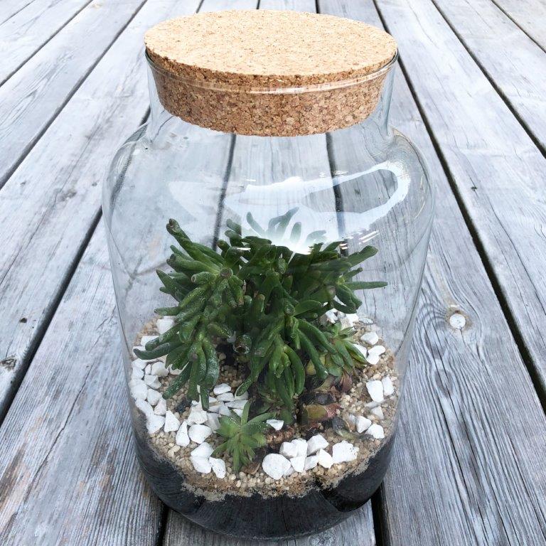 XXL Pflanzen-Terrarium- Nur noch Pflanze dazu - Fertig H 30 cm