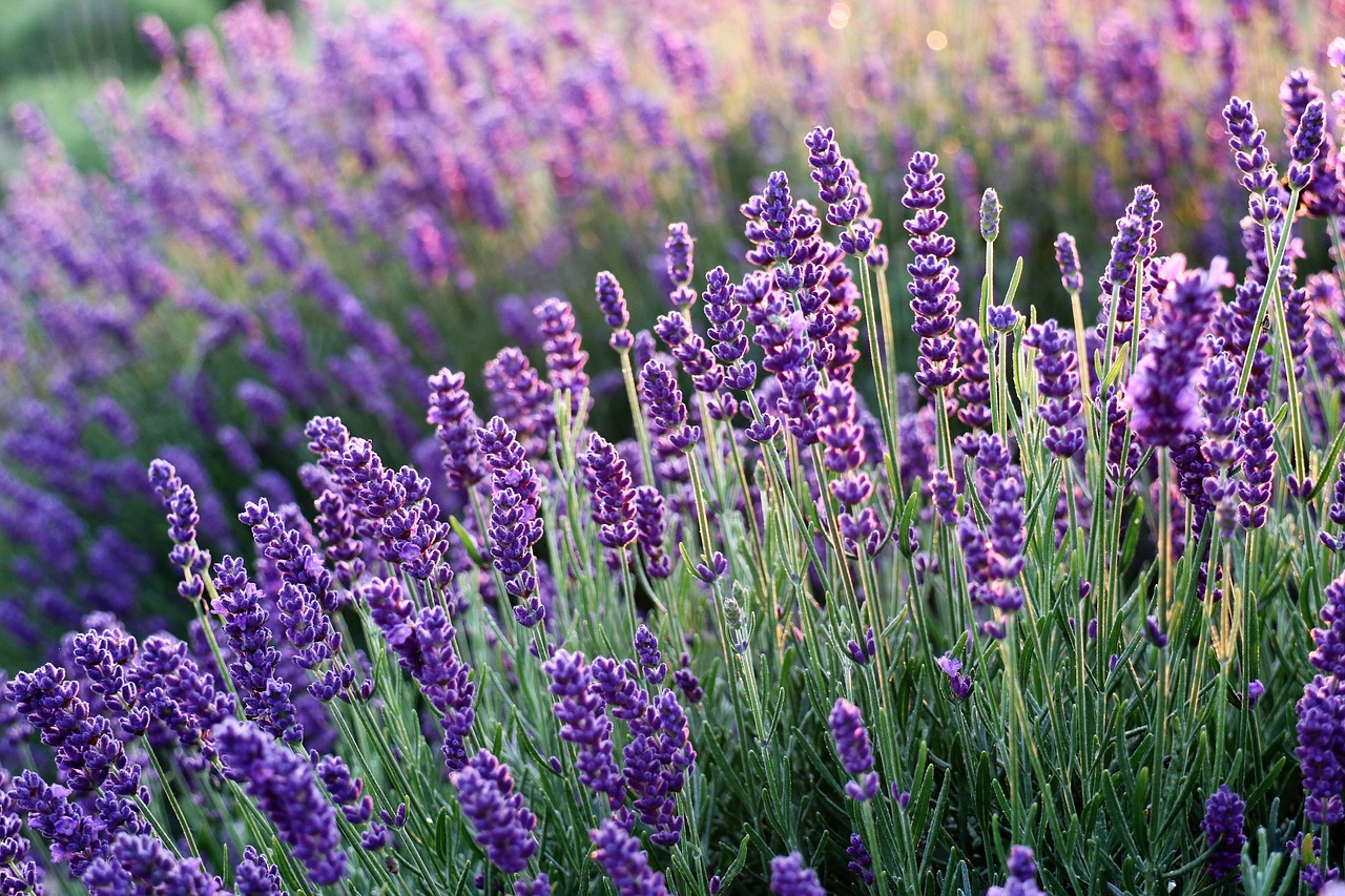 lavenders-6482579_1280X4hYwEpaBLvf1