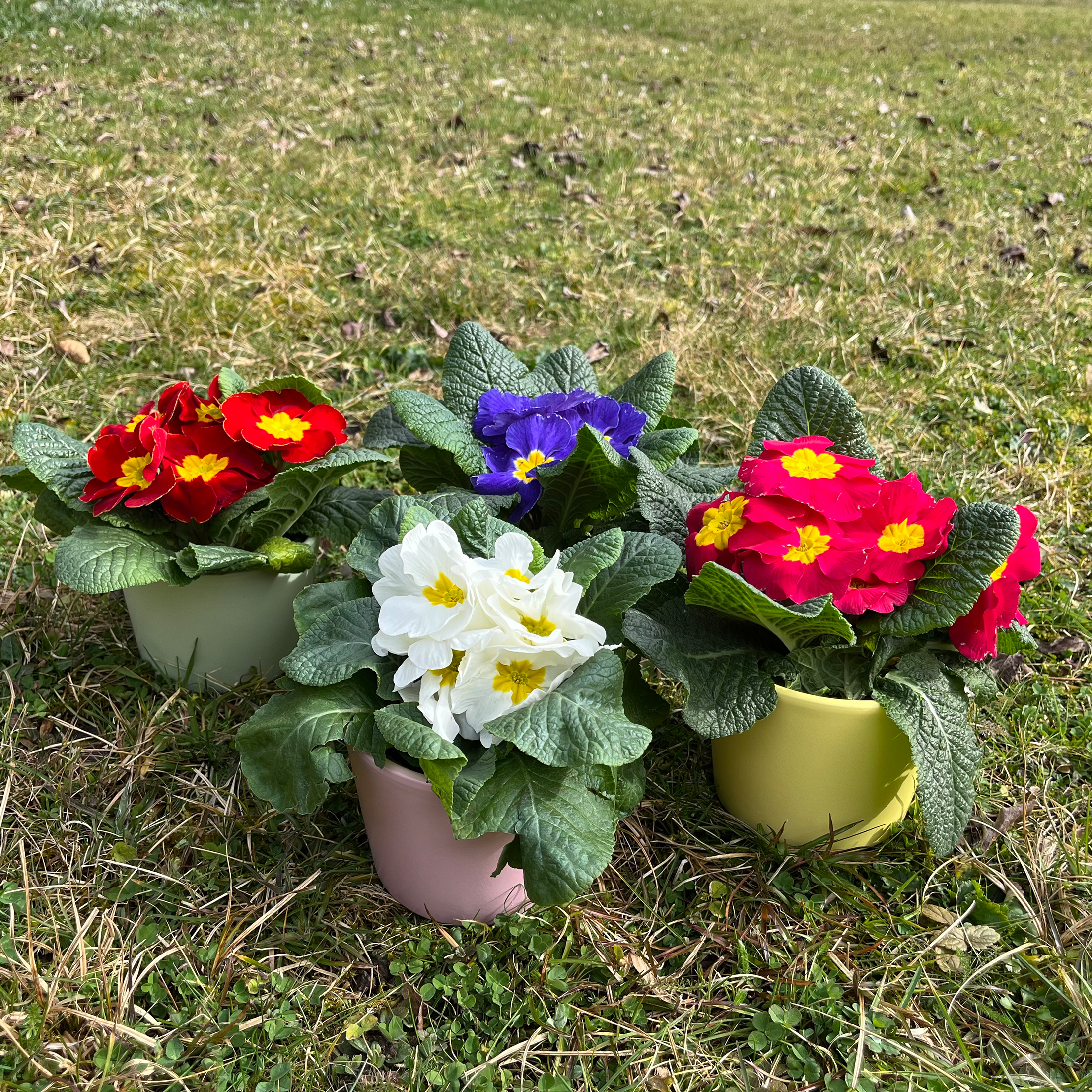 Blumenübertopf für Primeln H 9,3 cm - 12 cm
