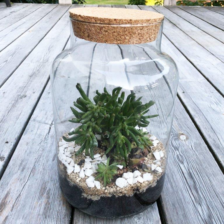 XXL Pflanzen-Terrarium- Nur noch Pflanze dazu - Fertig H 30 cm