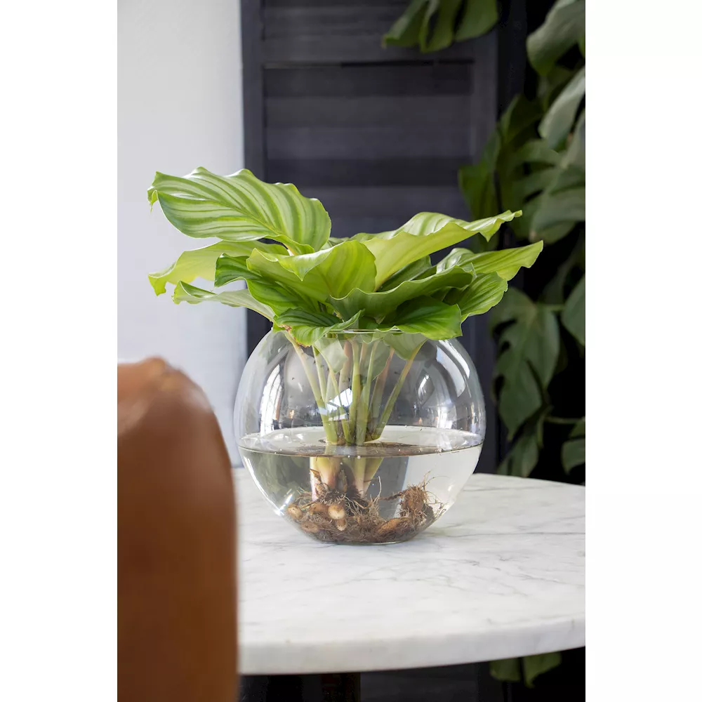 Vase - Windlicht - Terrarium "Alverda" in Kugelform Ø 19 cm