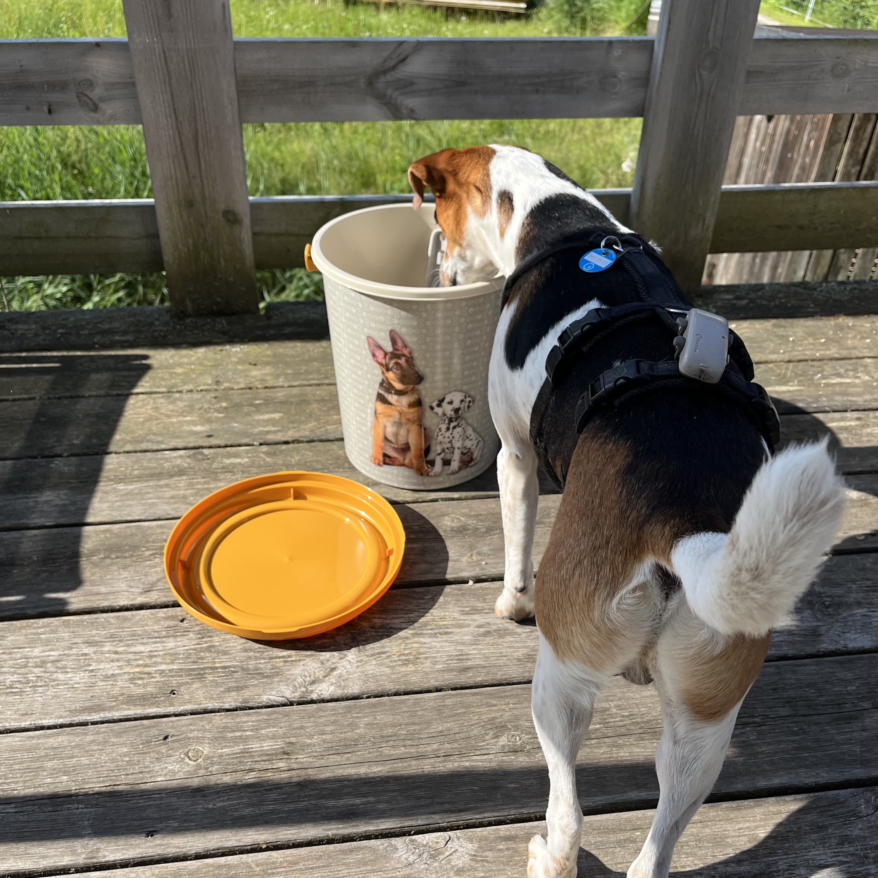 Tierfutter Eimer für Hunde und Katzen - 11 Liter