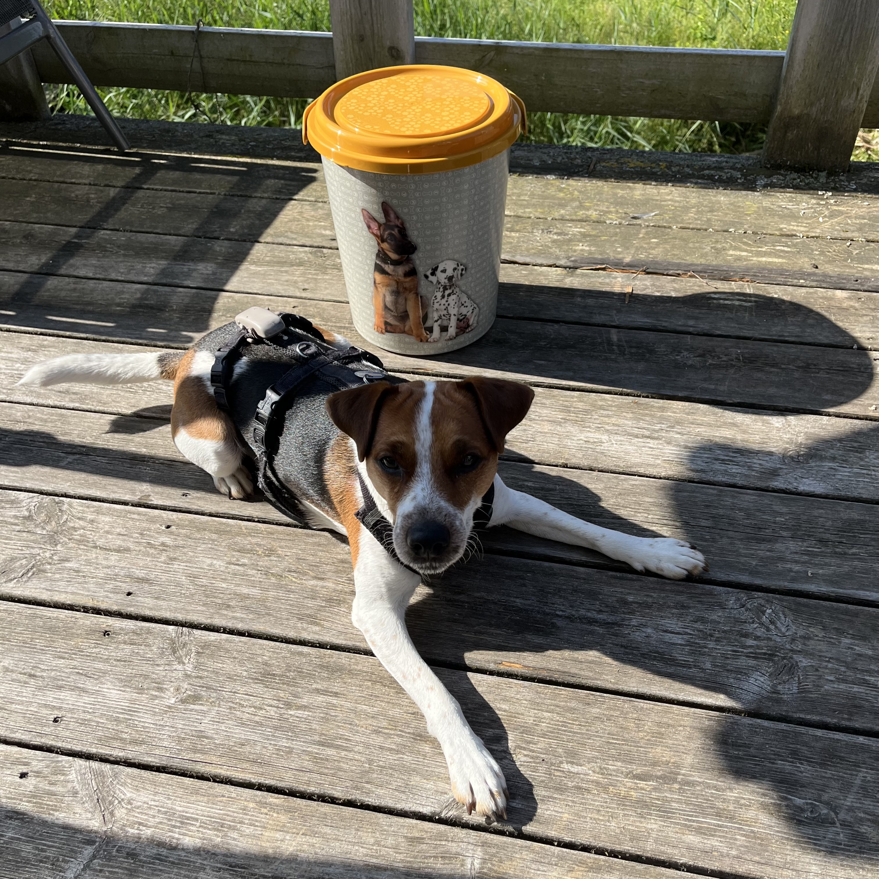 Tierfutter Eimer für Hunde und Katzen - 11 Liter