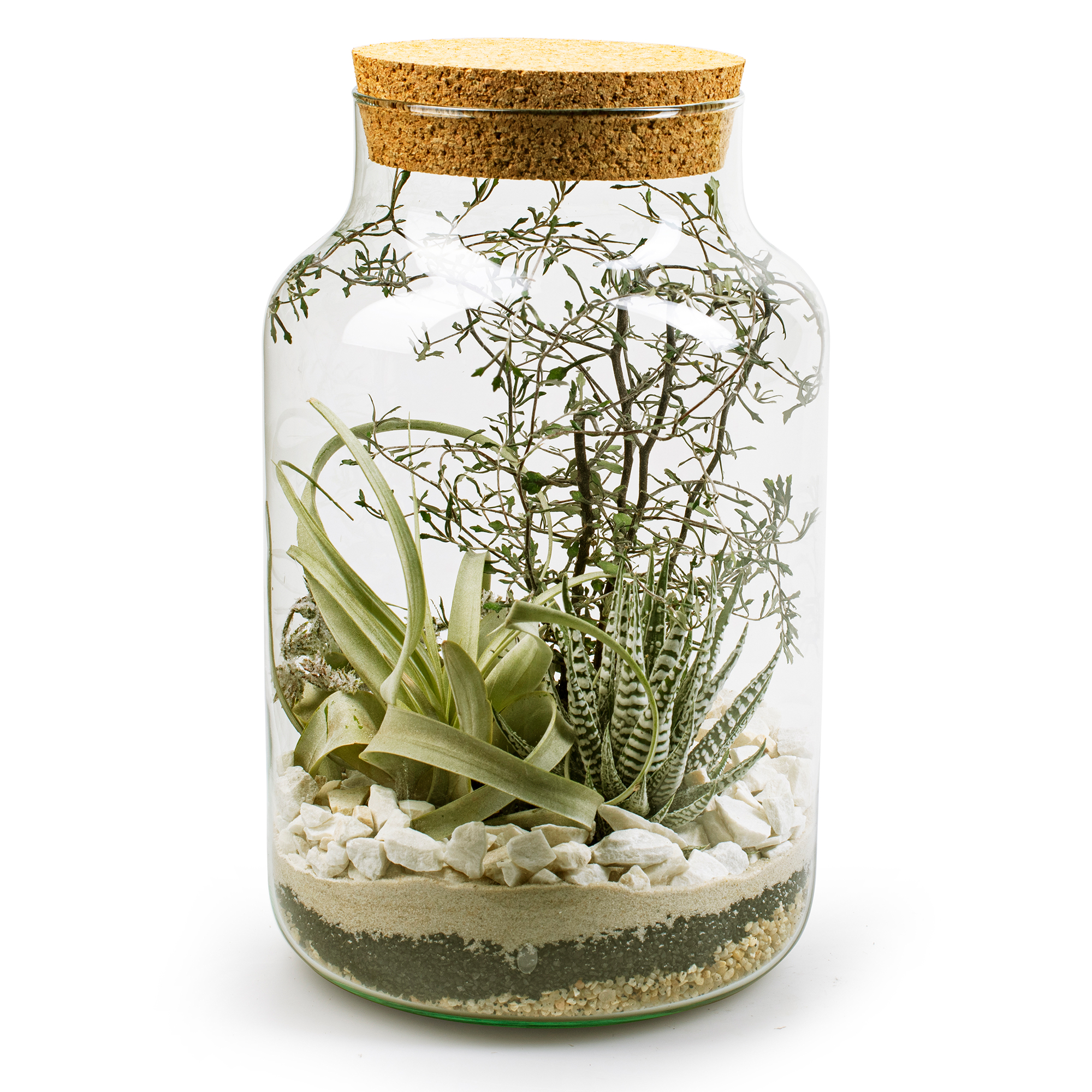 XXL Pflanzen-Terrarium- Nur noch Pflanze dazu - Fertig H 30 cm