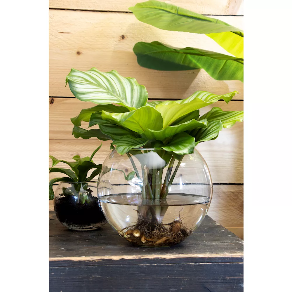 Vase - Windlicht - Terrarium "Alverda" in Kugelform Ø 19 cm
