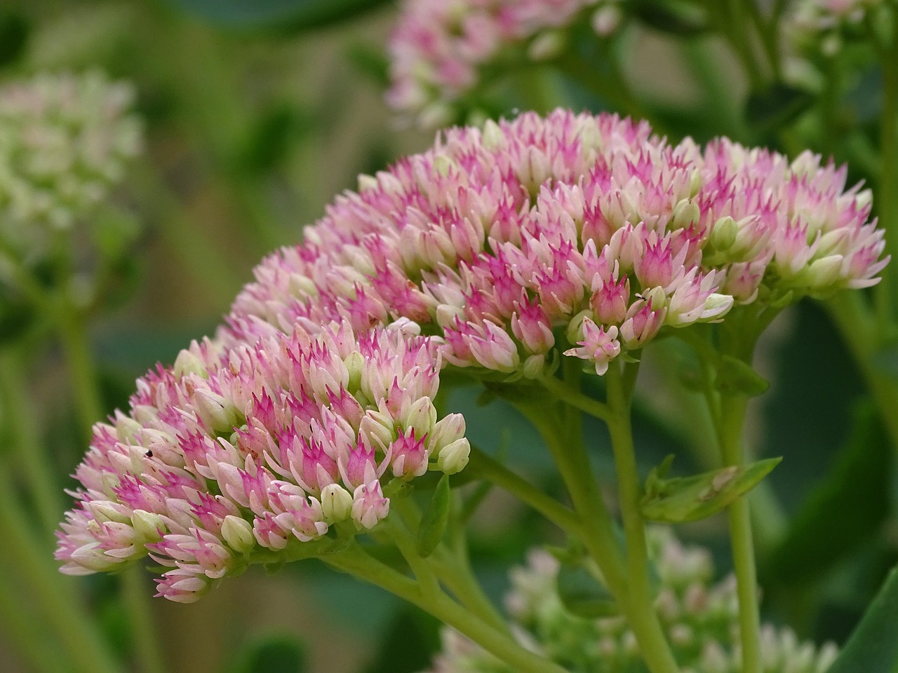 stonecrop-3640567_1280