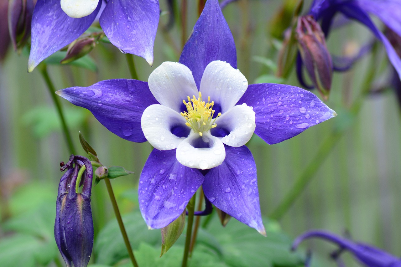 rocky-mountain-columbine-5252858_1280