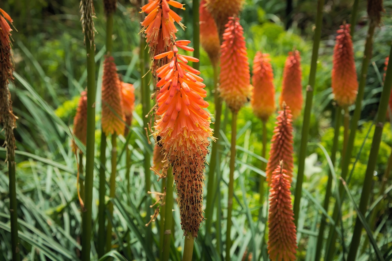 flower-2673863_1280