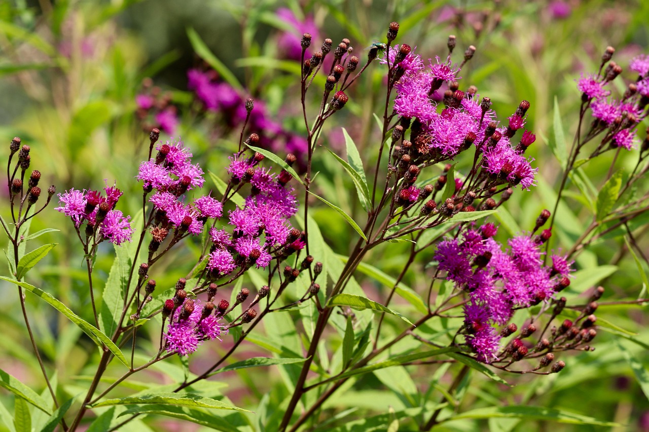 high-ticket-aster-4438599_1280