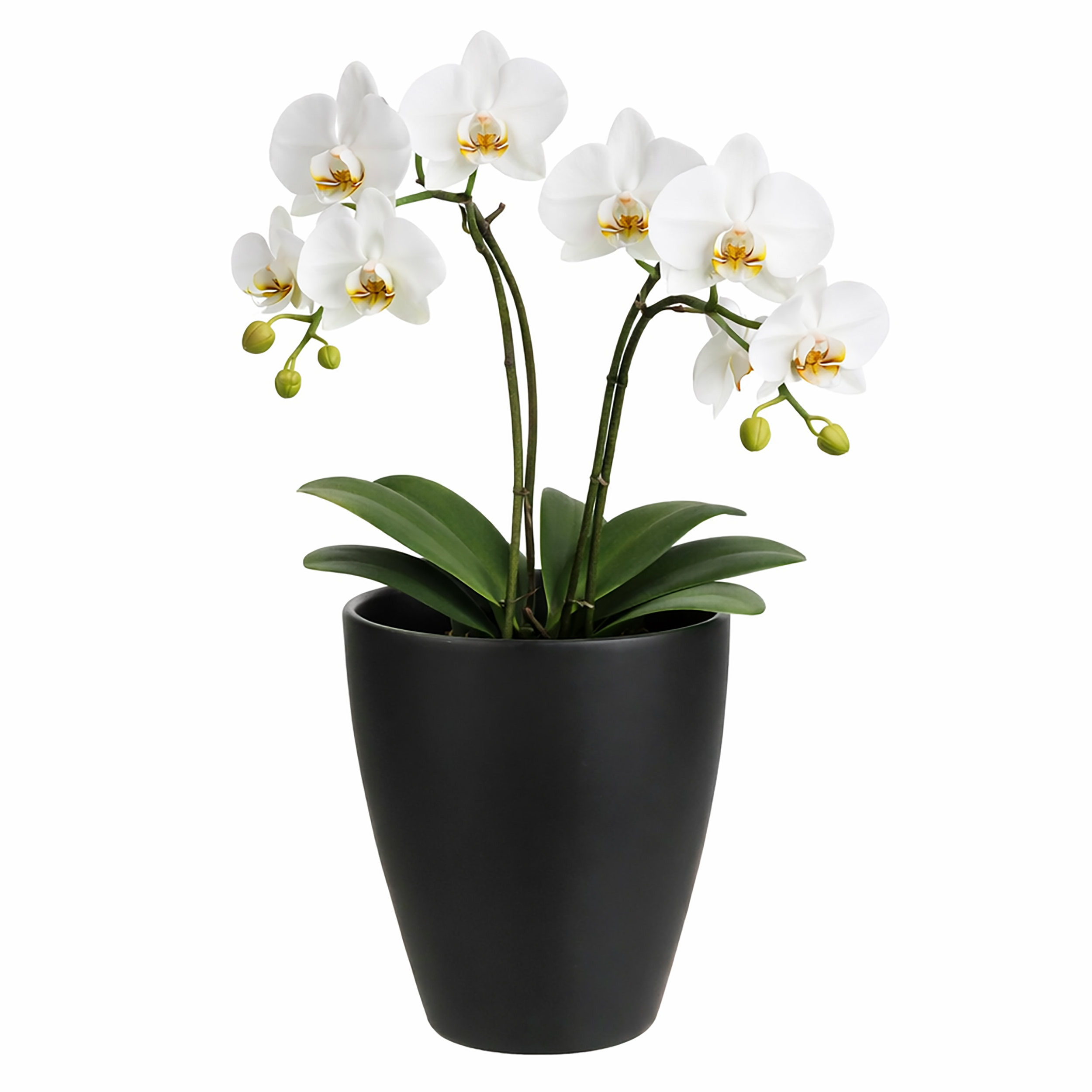 3 x Orchideentöpfe "TUSCA"  - H 17 cm - Ø 13,5 cm