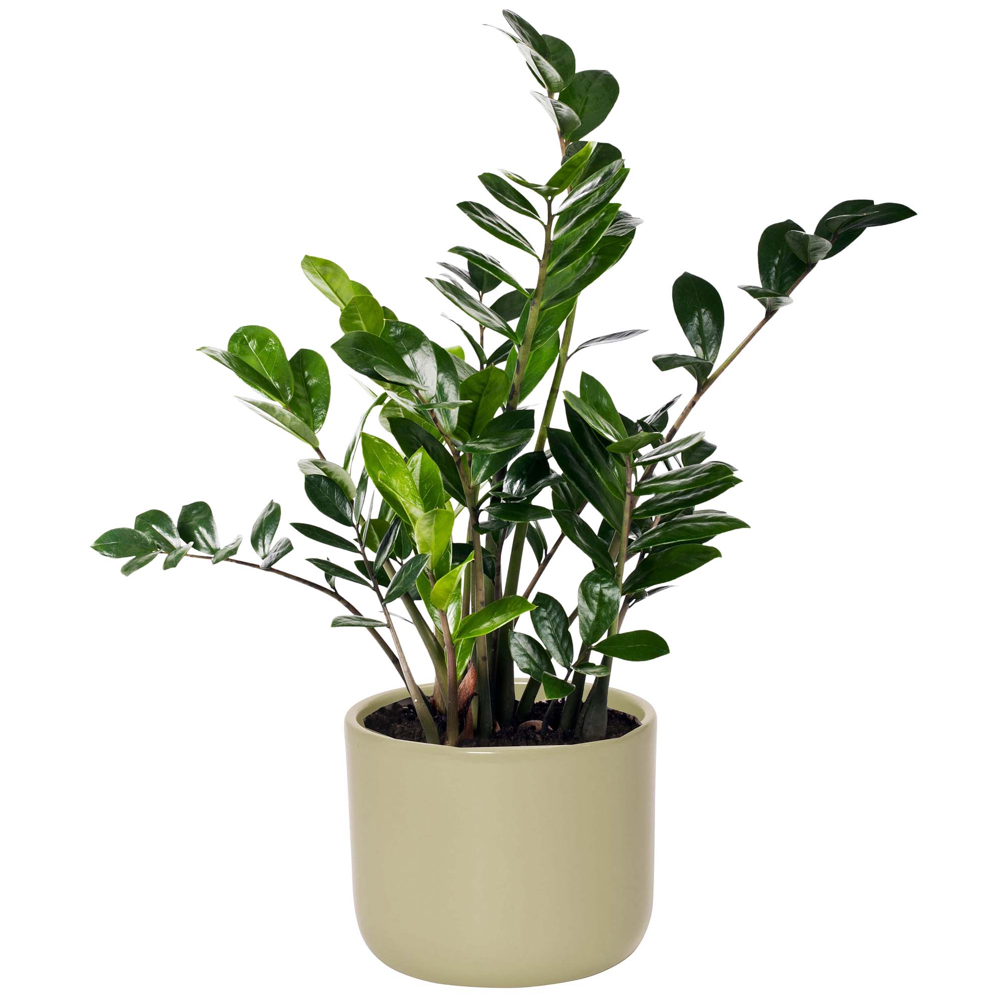 Blumenübertopf  "Cyrilla" aus Keramik