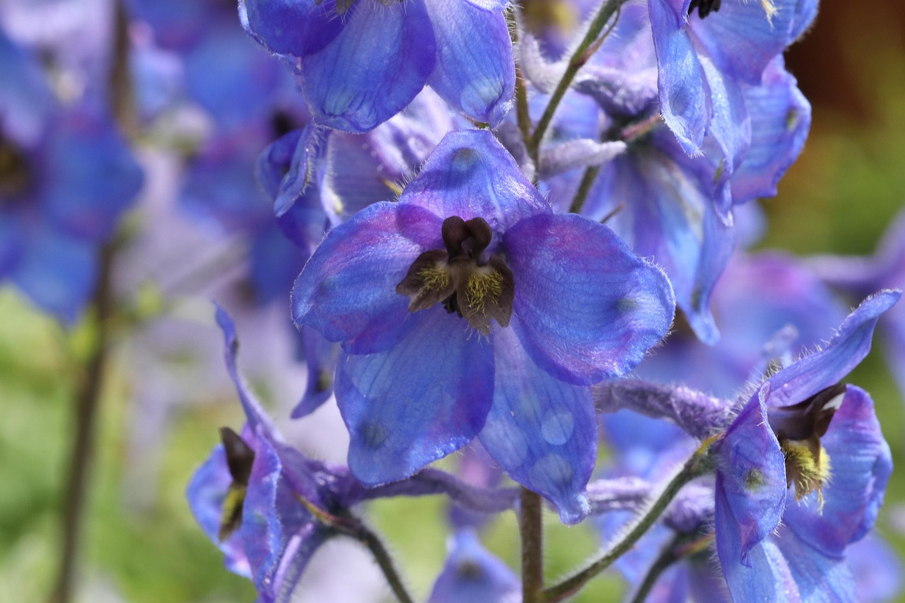 delphinium-3528096_1280