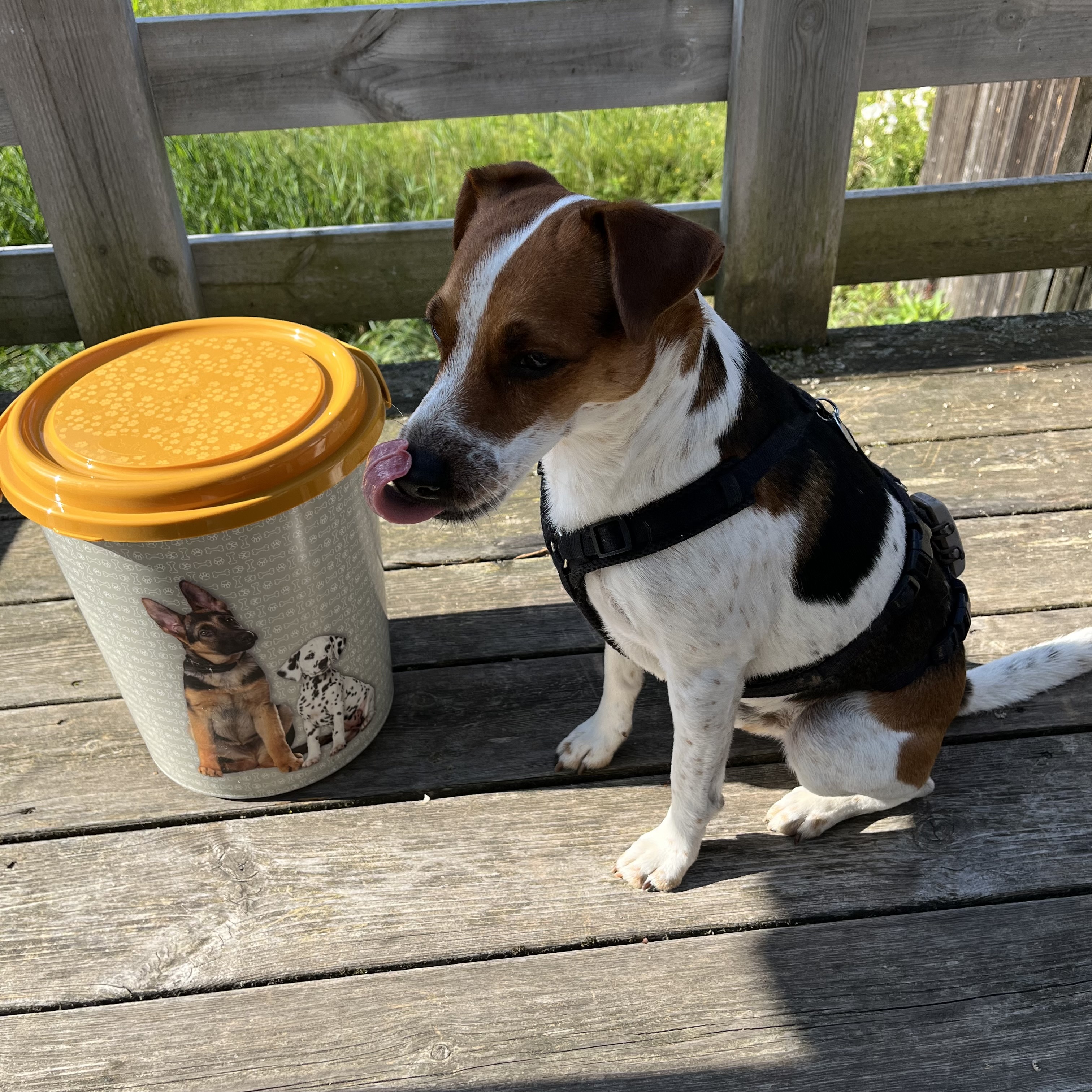 Tierfutter Eimer für Hunde und Katzen - 11 Liter