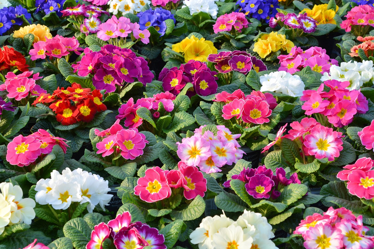 Blumenübertopf für Primeln H 9,3 cm - 12 cm
