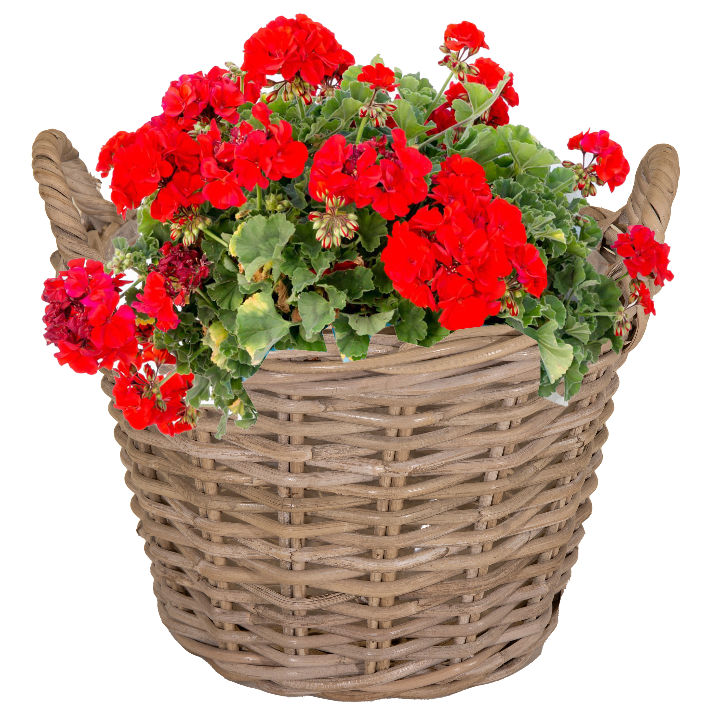 Ø 35 cm - H 25 cm (helle Folie-SP)