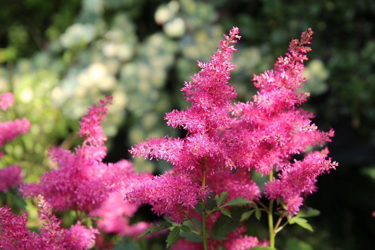 astilbe-4322921_1280