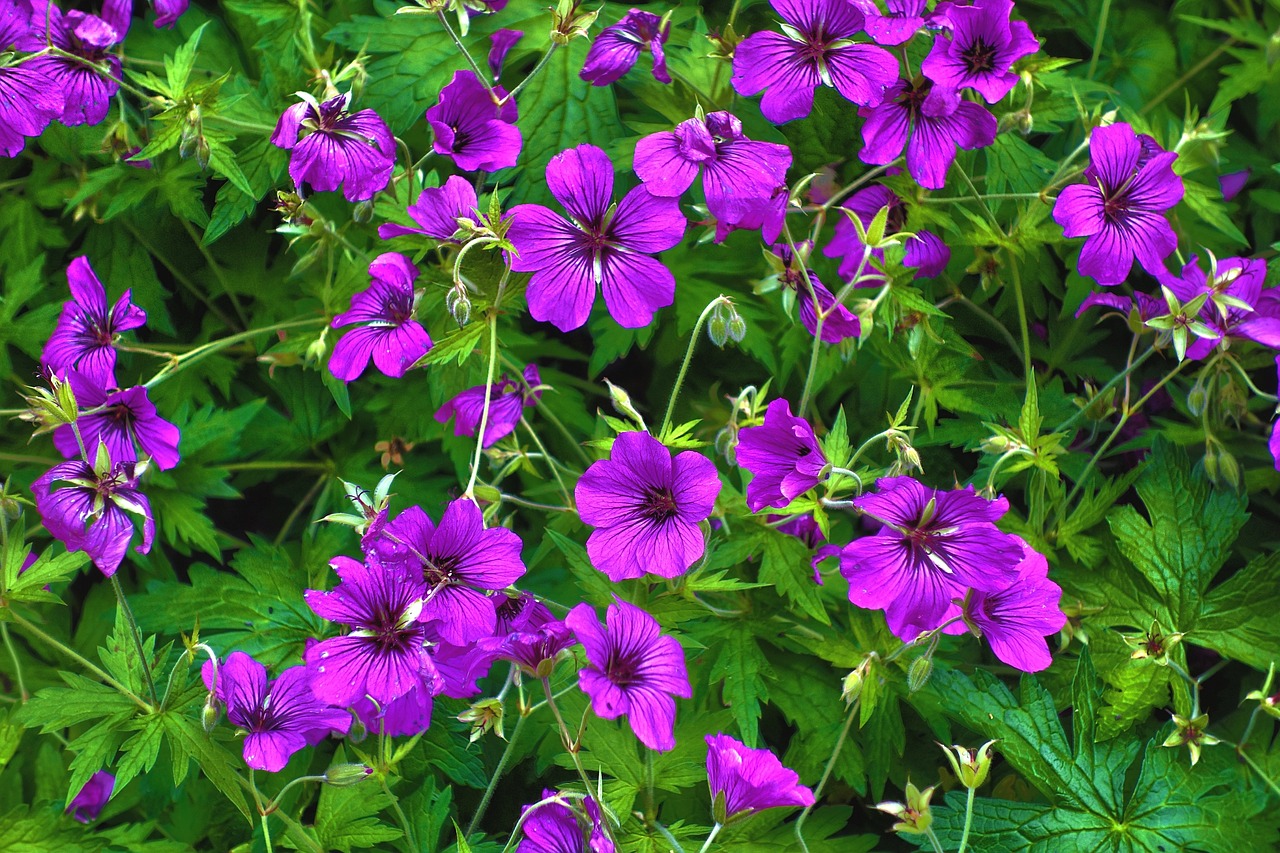 plant-2828280_1280