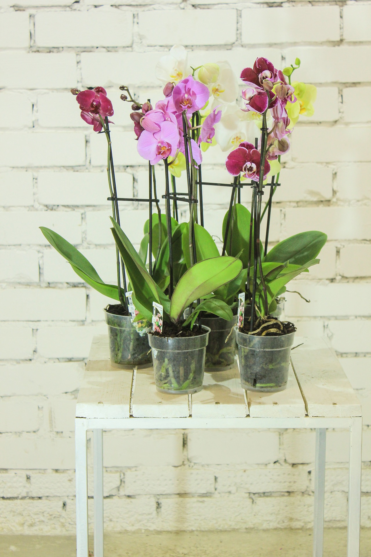 Orchideen Übertopf "Ella" aus Keramik Ø 13 cm - H 15,5 cm