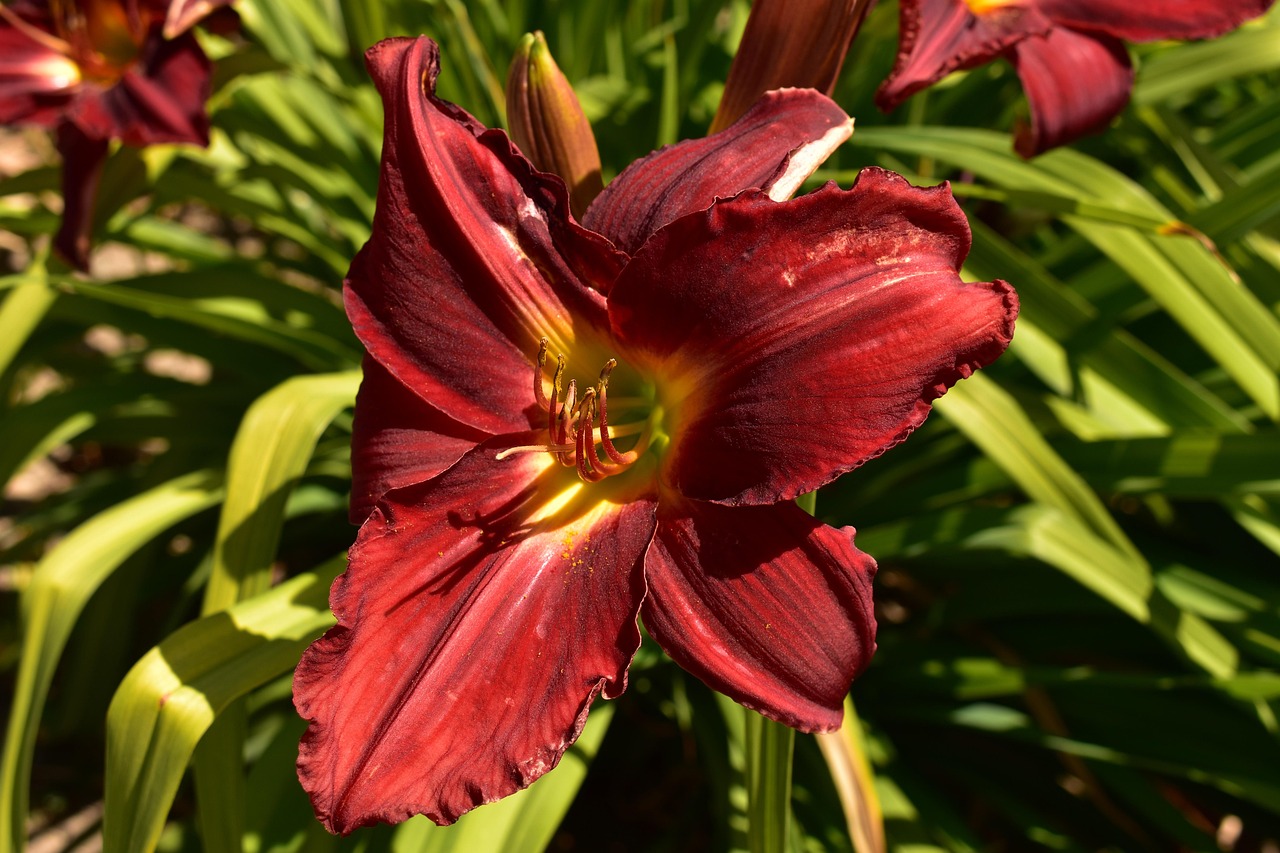 flower-4307820_1280