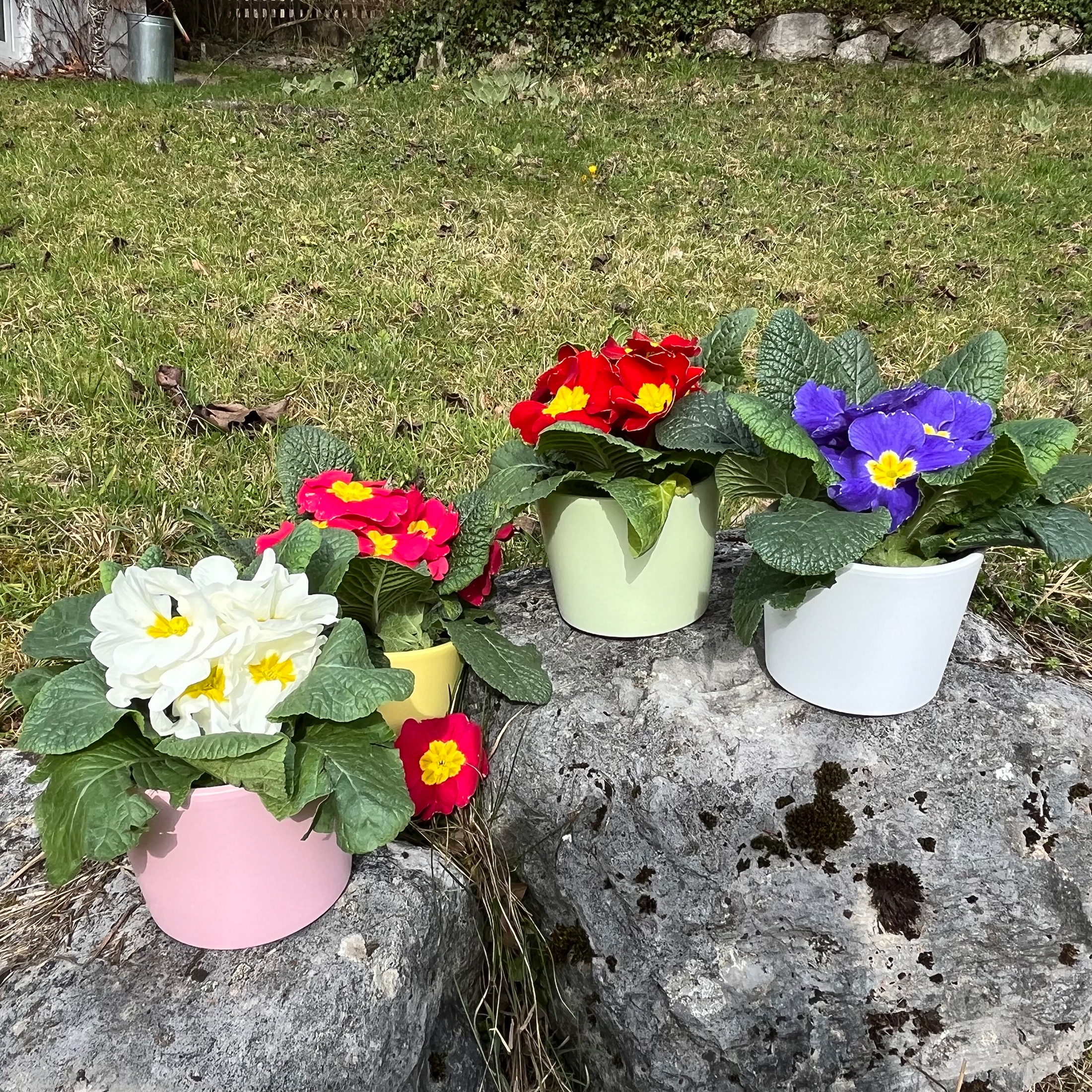 Blumenübertopf für Primeln H 9,3 cm - 12 cm