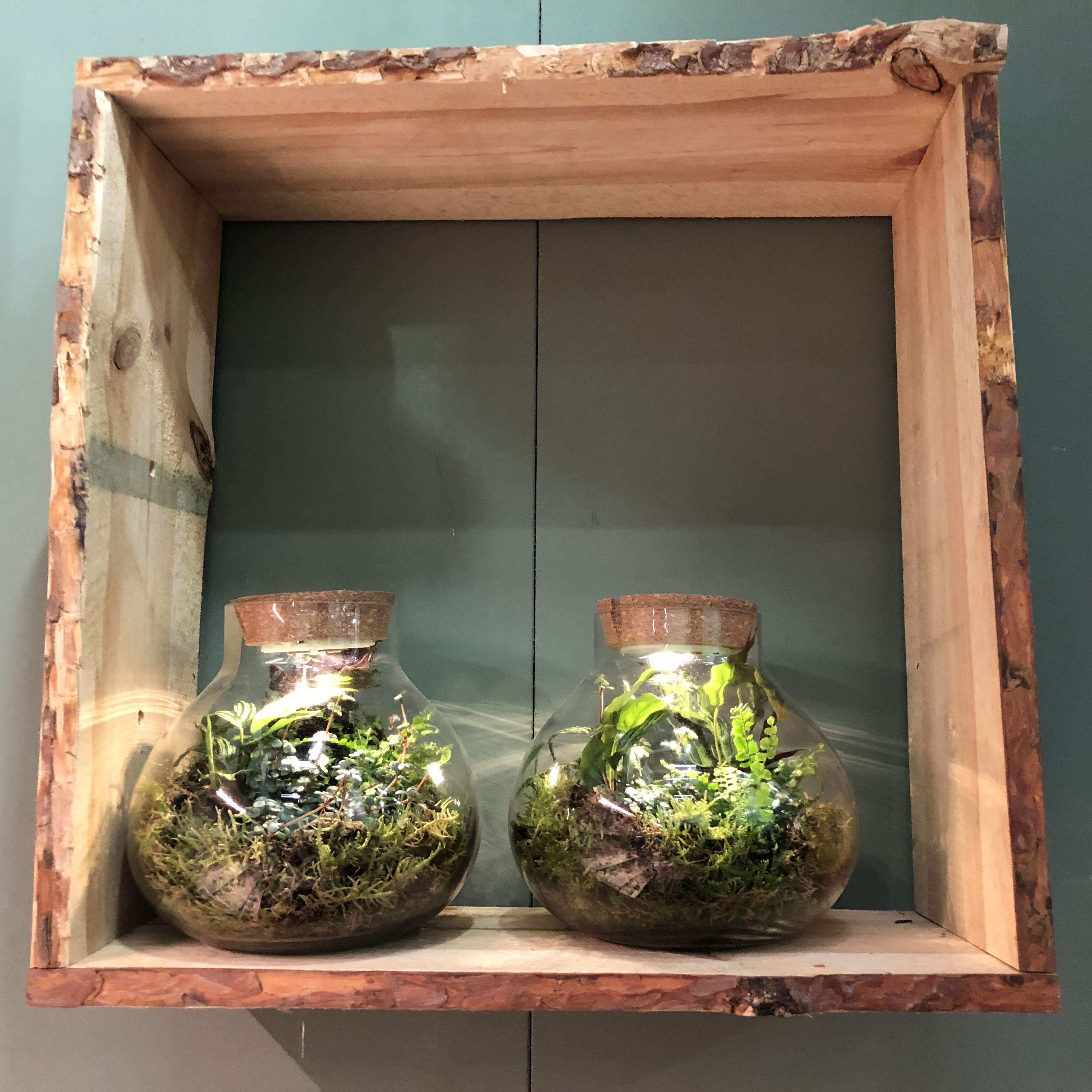 Pflanz-Terrarium mit Korken und LED-Beleuchtung