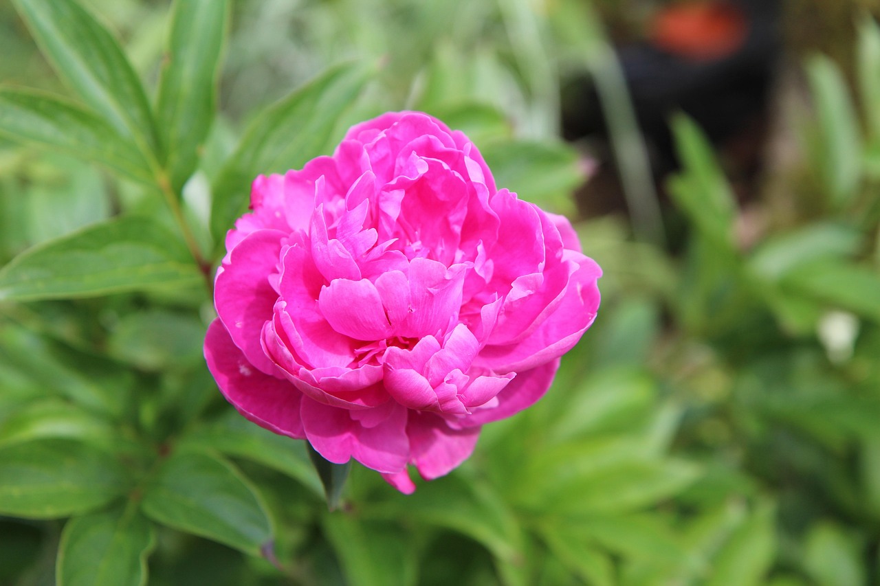 peony-4302945_1280