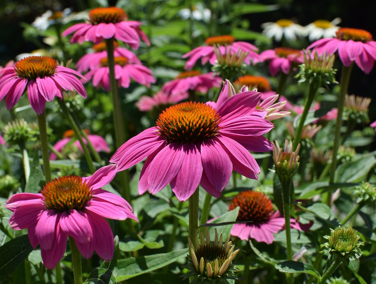 pink-echinacea-2369733_1280